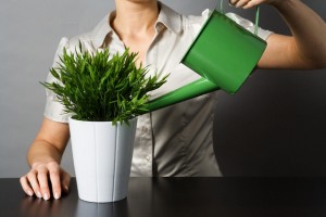 Woman Watering Plant