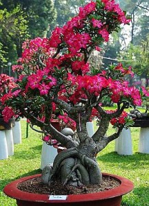 Adenium